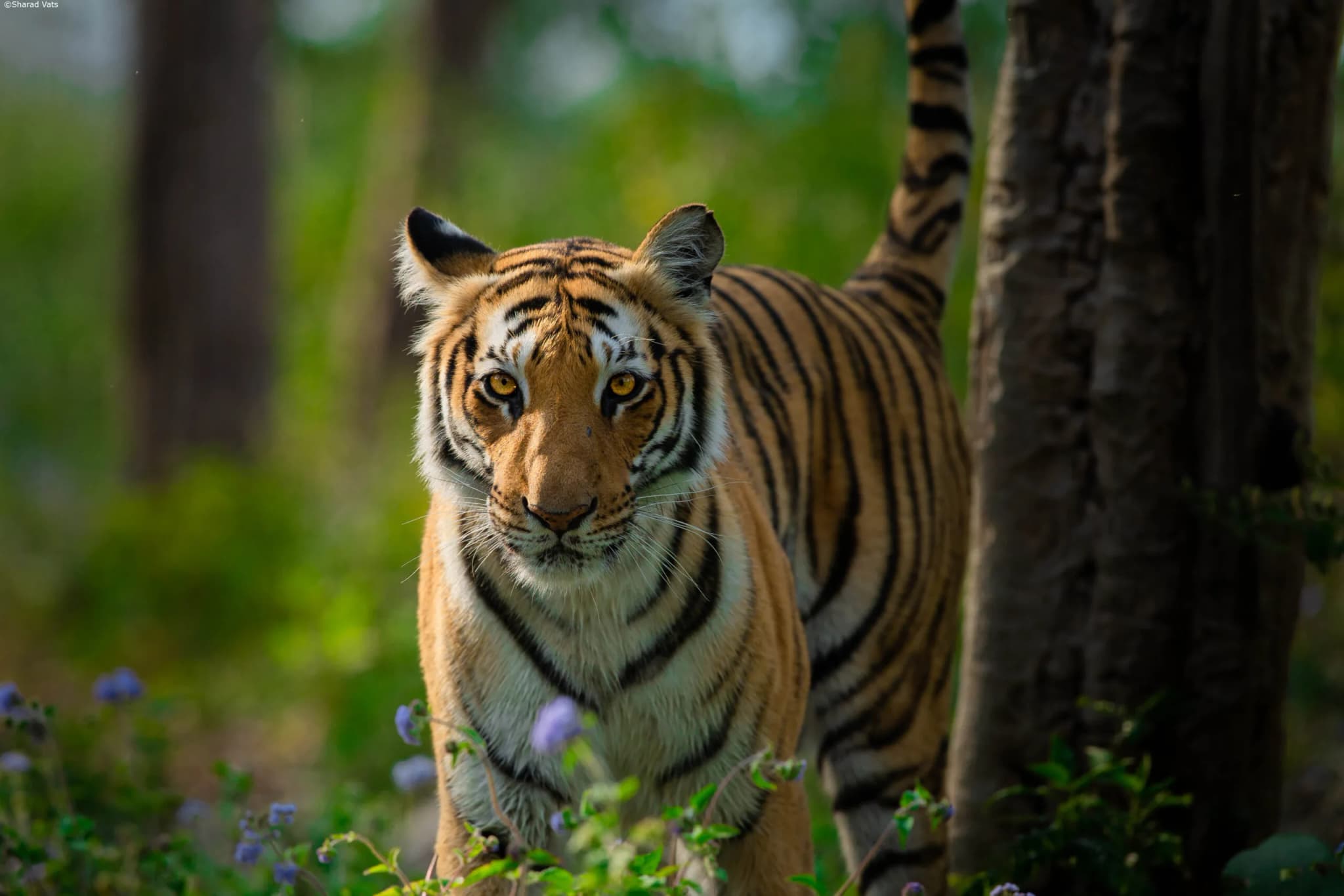 Jim Corbett National Park Safari